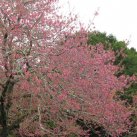 Cherry in bloom Sept. 2017- Cambridge Tree Trust